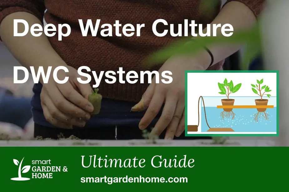 Deep Water Culture DWC Systems Complete Guide