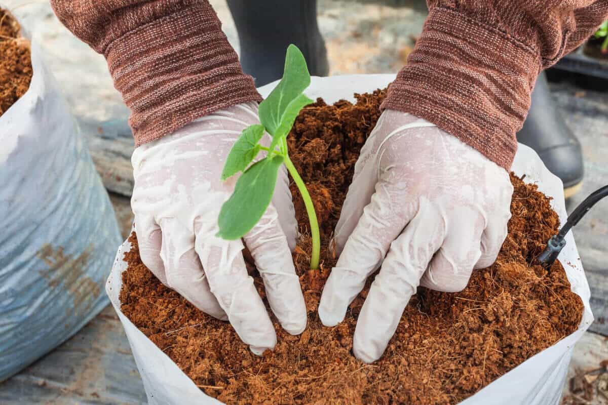 Differences of Coco Coir and Coco Peat