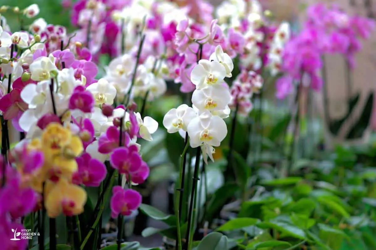 Different Types of Orchids