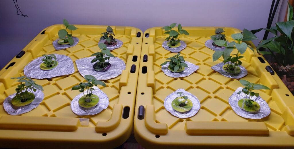 DIY Homemade AeroGarden Hydroponics System