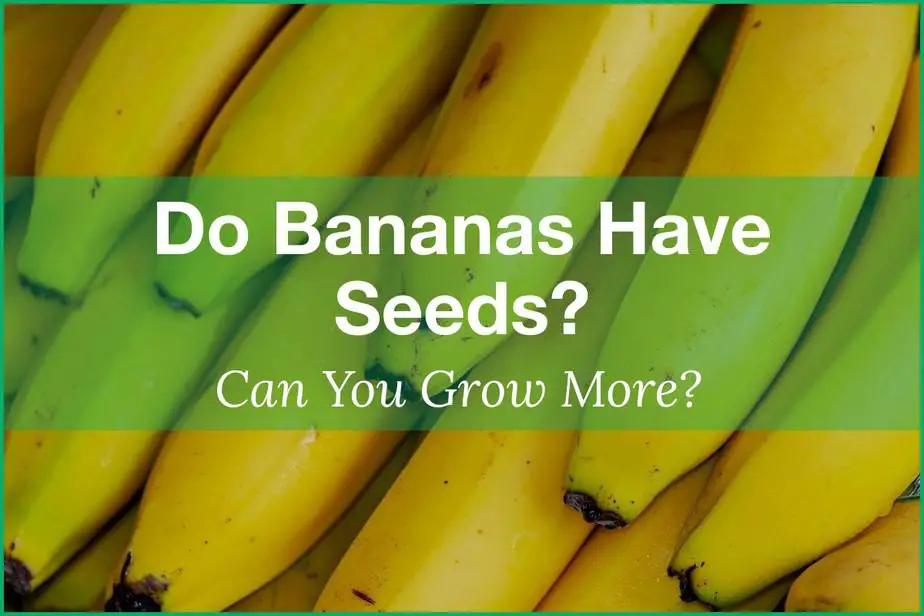 Do Bananas Have Seeds How To Grow More Smart Garden And Home