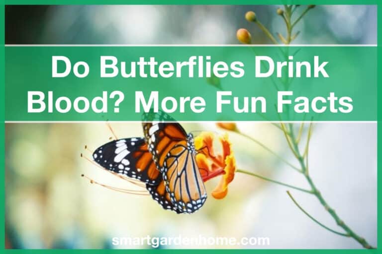 Do Butterflies Drink Blood? And 17 Fun and Surprising Butterfly Facts