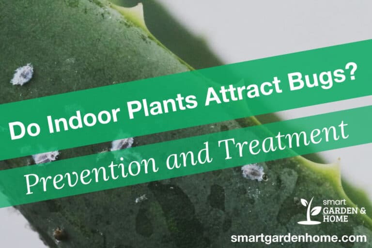 do indoor plants attract bugs - Smart Garden and Home