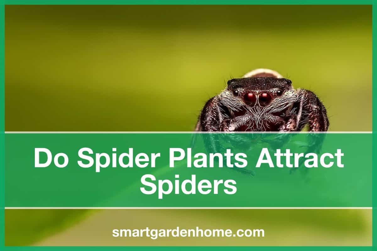 do-spider-plants-attract-spiders-you-might-be-surprised-smart