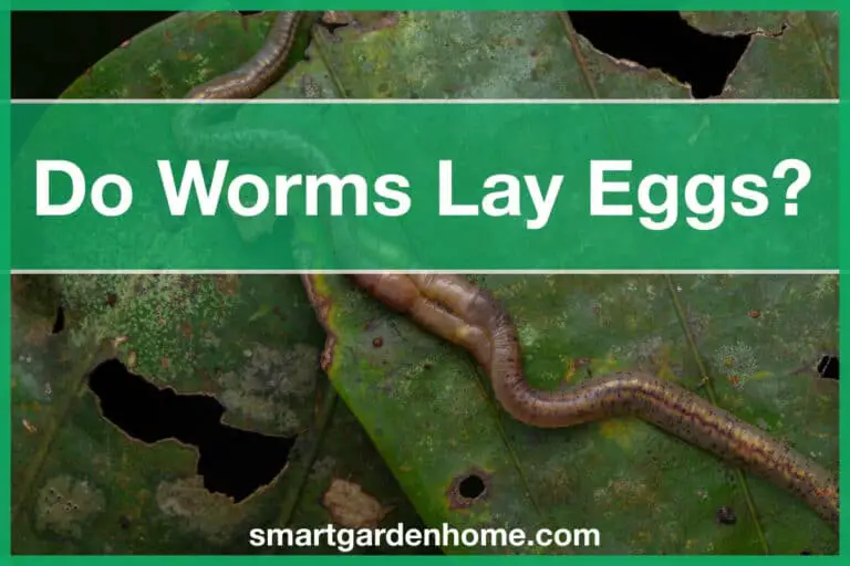 Do Worms Lay Eggs?