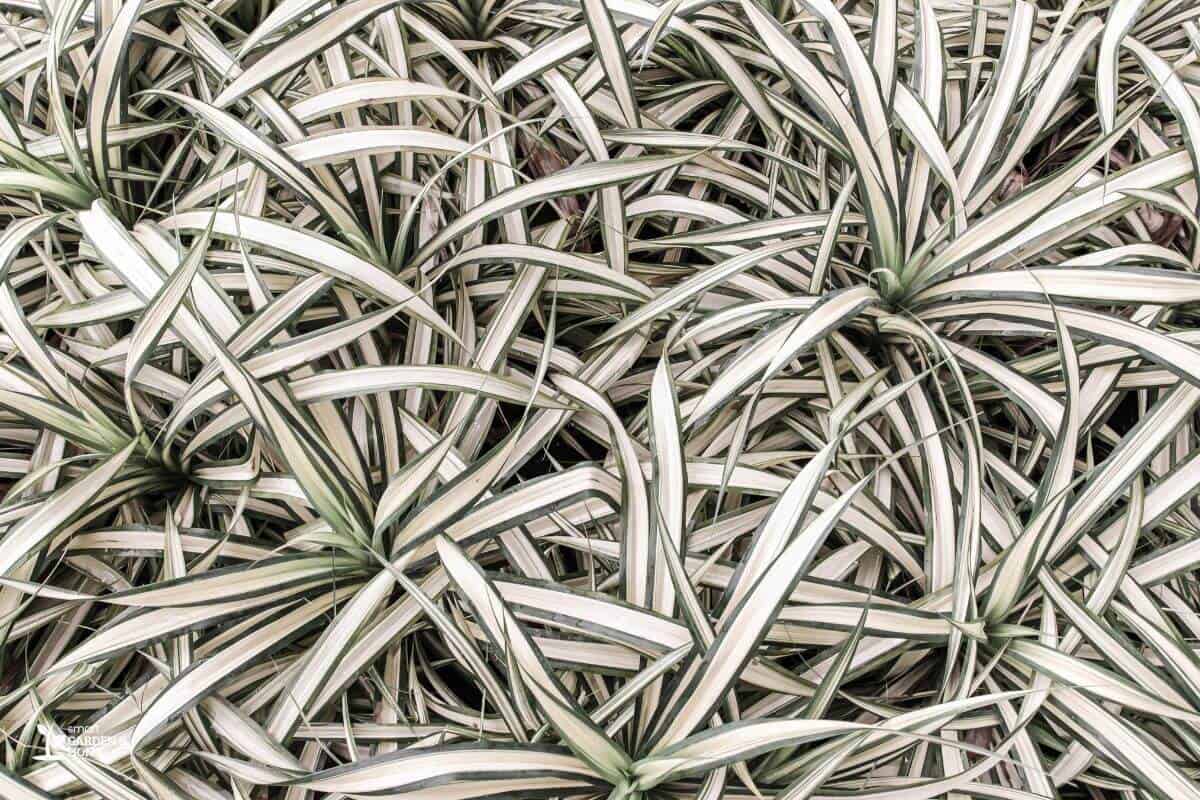 Dried Spider Plant