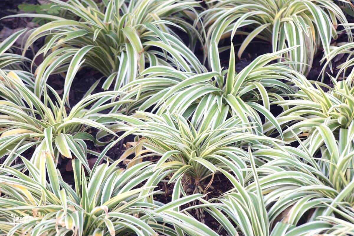 Dry Spider Plant