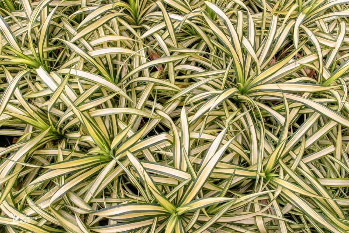 Dry Spider Plants