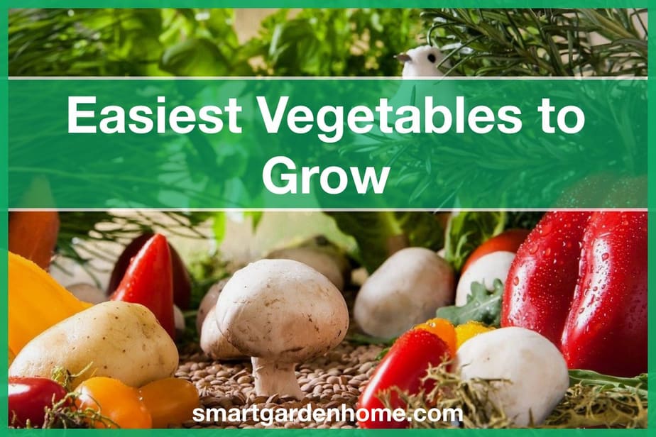 Top 10 Easiest Vegetables To Grow - Smart Garden And Home