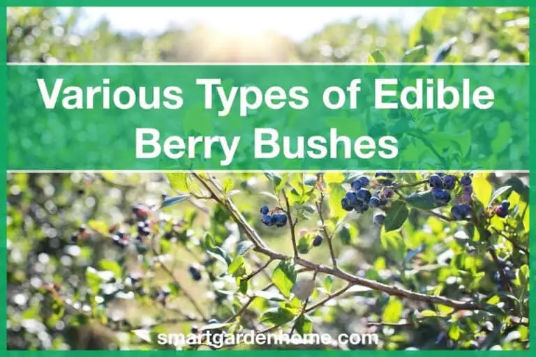 Types of Edible Berry Bushes