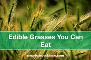 Edible Grasses You Can Eat