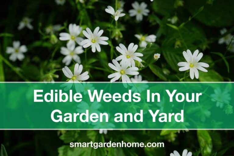 Edible Weeds in Garden and Yard
