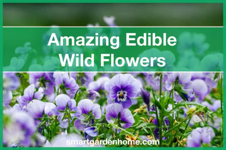 Edible Wild Flowers