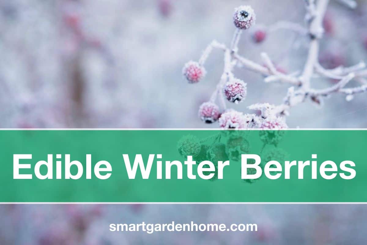 List of Edible Winter Berries
