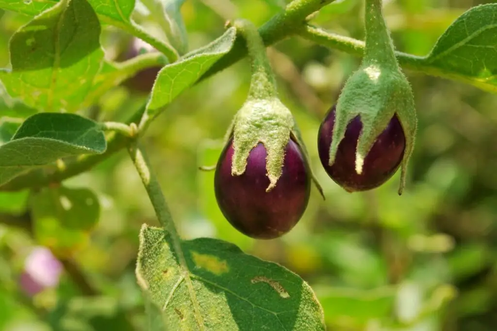 Eggplant Plants