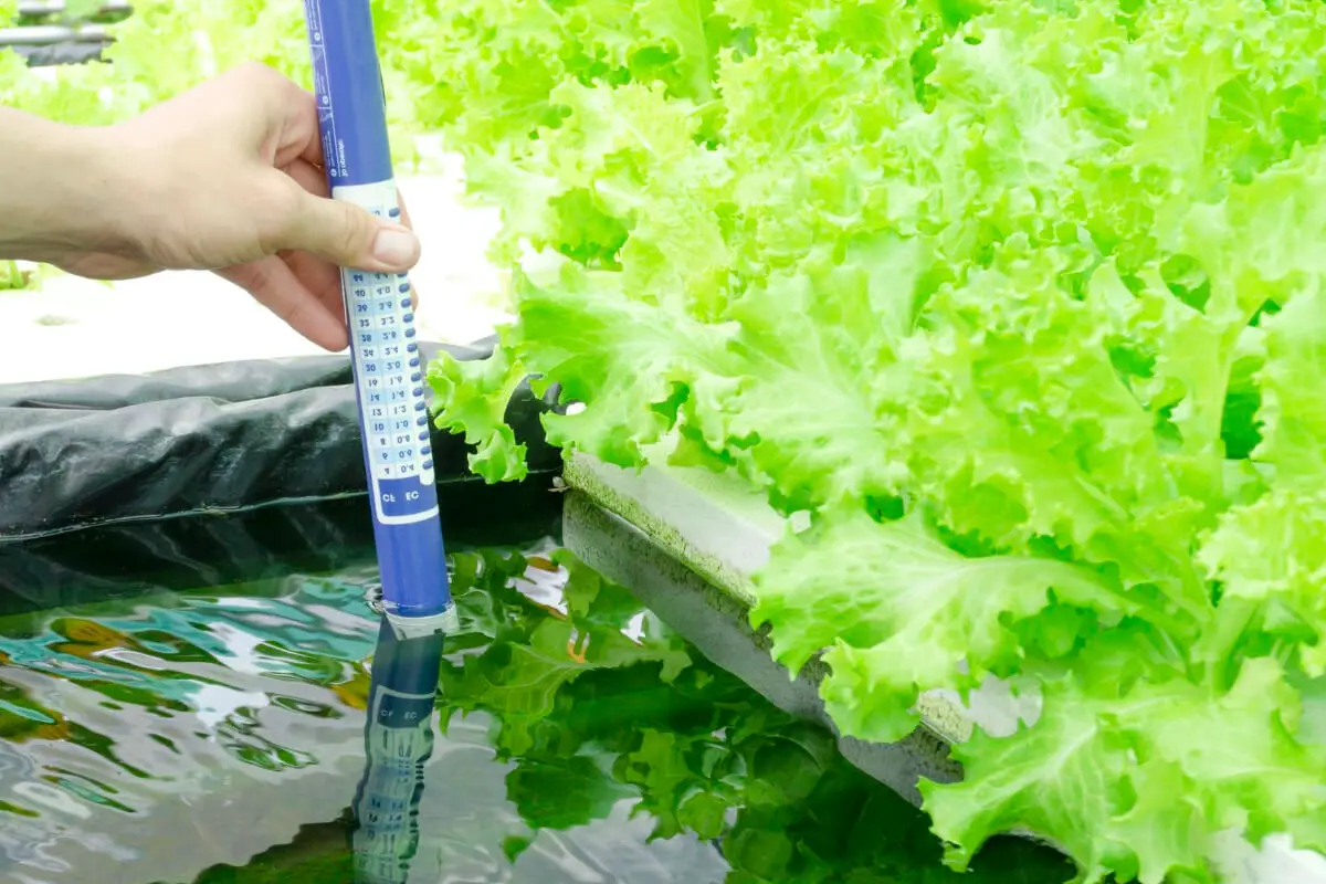 Electrical Conductivity in DIY Hydroponic Nutrients