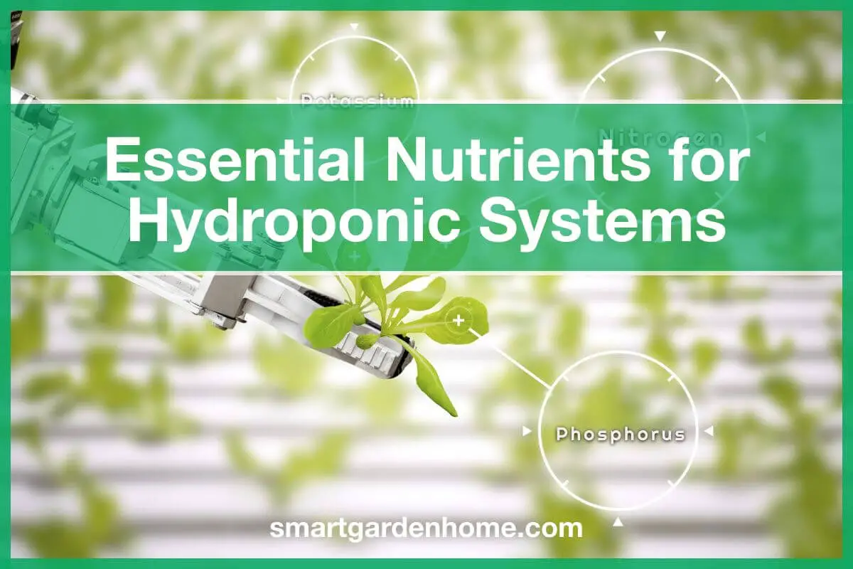 Essential Nutrients for Hydroponic Systems
