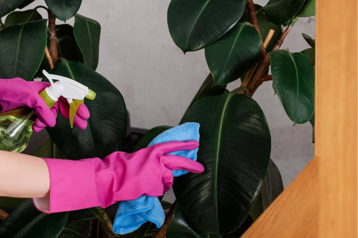 A person wearing pink gloves sprays an essential oil mixture on the leaves of a large indoor plant.