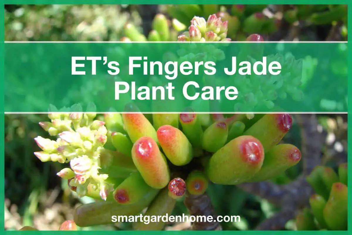 ET's Fingers Jade Plant Care and Grow Guide
