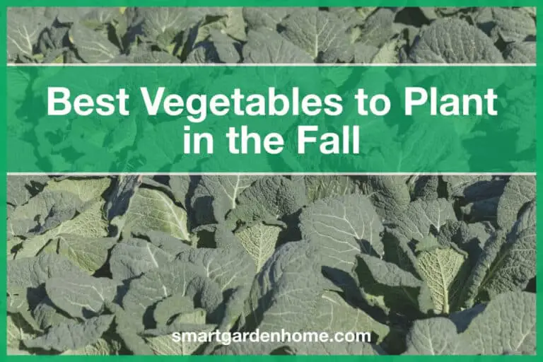 Best Vegetables to Plant in the Fall