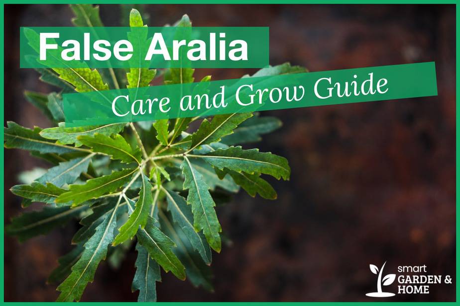 dealing with balfour aralia plant diseases identification and treatment