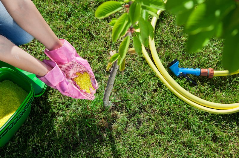 Applying Fertilizer to Vegetable Gardens