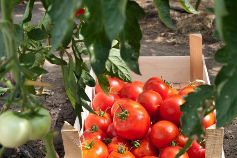 Fresh Tomatoes