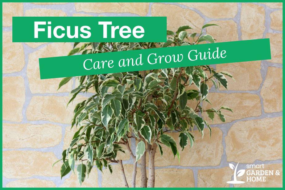 Ficus Tree (Weeping Fig) Plant Care And Growing Guide - Smart Garden ...