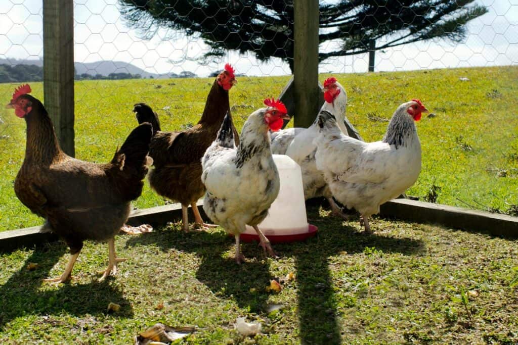 Free Range Chickens and Hens on Farm