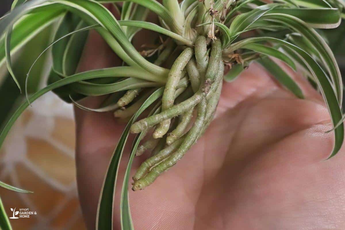 Fresh Spider Plant Roots