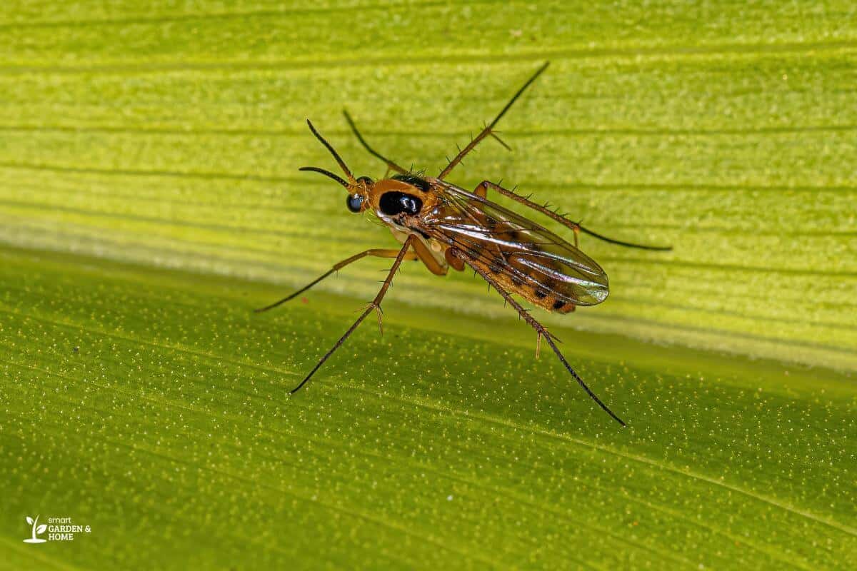 Fungus Gnat on a Leaf