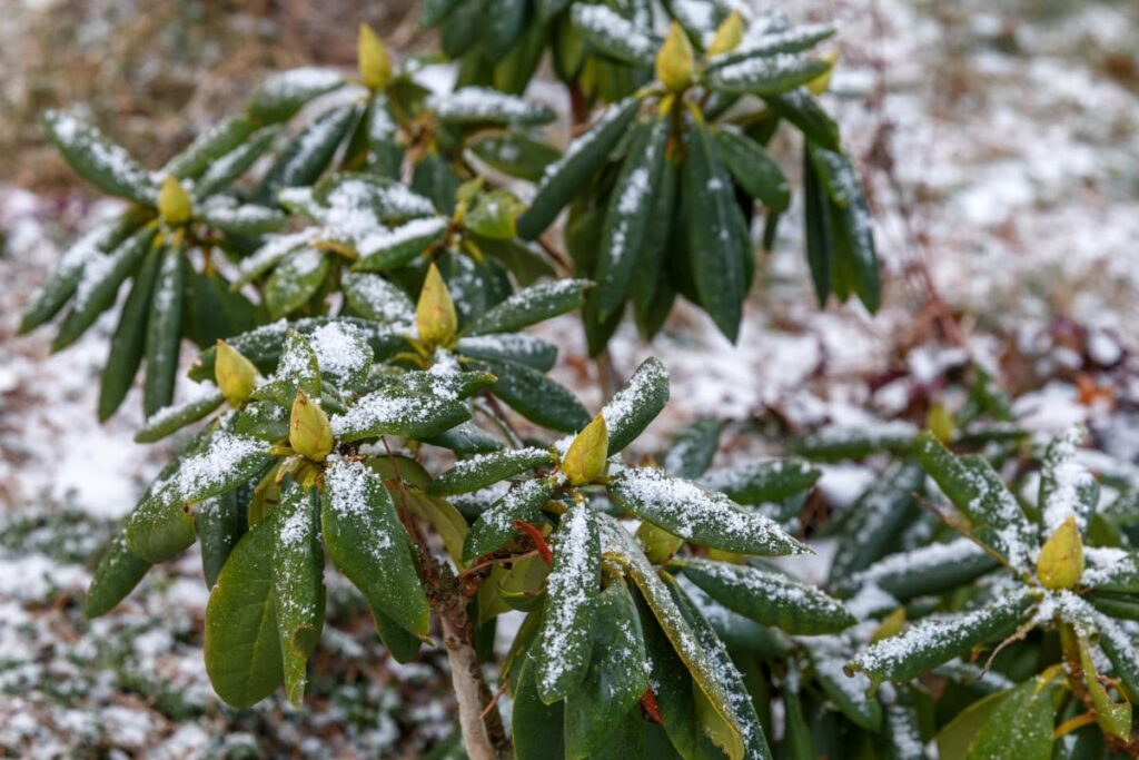 Garden Plants Covered in Snow