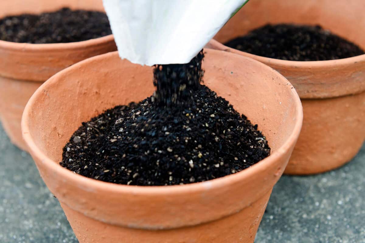 Get Rid of Ants - Refresh Potting Mix