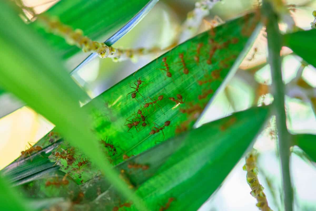 Getting Rid of Ants in a Vegetable Garden