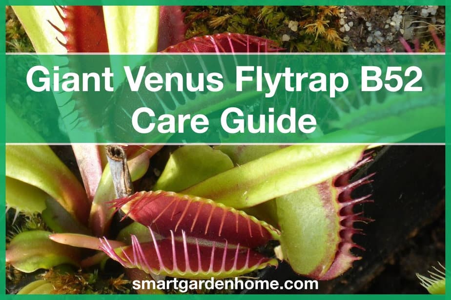 Giant Venus Flytrap B52 Care Guide - Smart Garden And Home