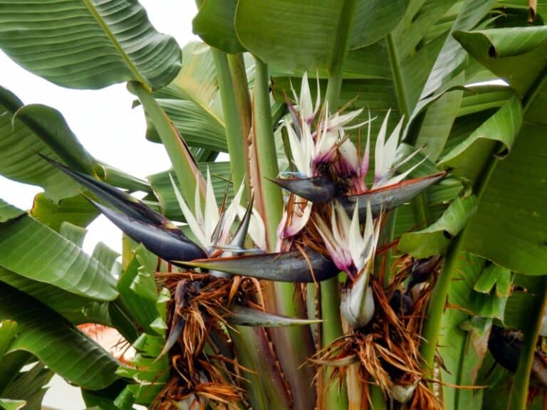 White Bird of Paradise Care and Grow Guide - Smart Garden and Home