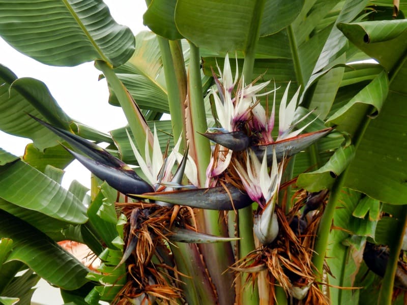 Giant White Bird of Paradise