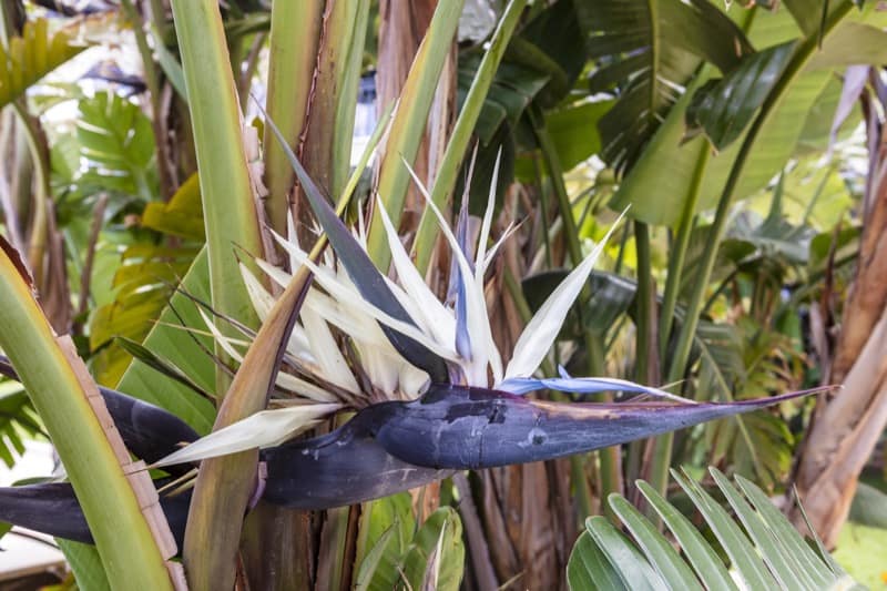 Giant White Bird of Paradise