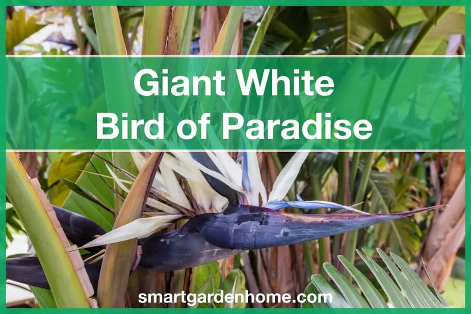 Giant White Bird of Paradise Care and Grow Guide