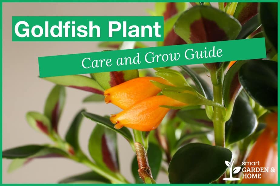 Goldfish Plant Care And Grow Guide Smart Garden And Home