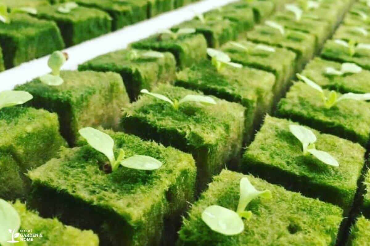 A close-up of multiple young plants growing in small, uniform cubes of hydroponic rockwool arranged in rows on a tray.