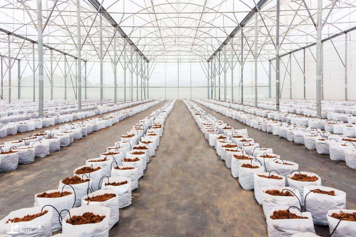 A large greenhouse with rows of white potted bags filled with coco coir, lined up in neat, parallel lines.