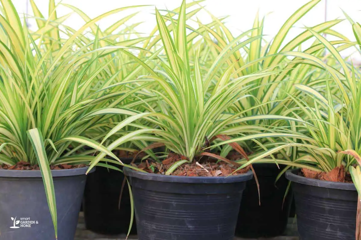 Group of Spider Plants on Plastic Pot
