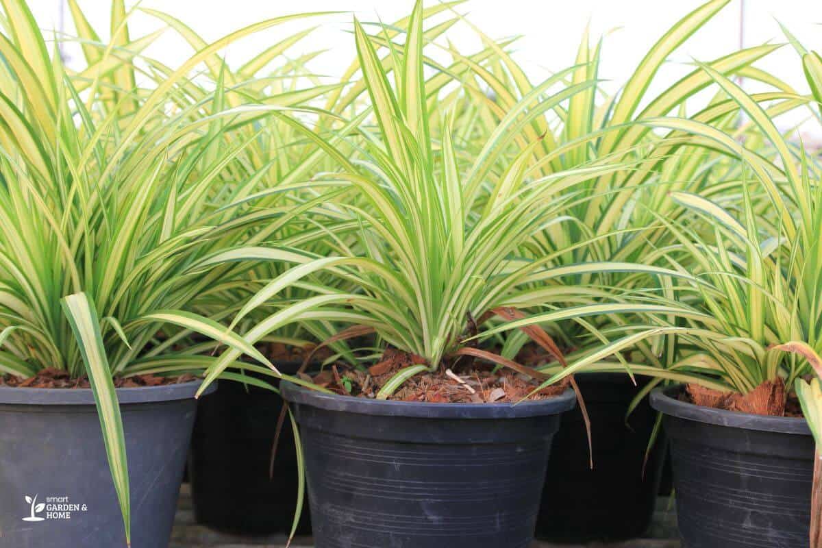 Several vibrant spider plants in black pots, their elongated leaves showcasing a mix of green and yellow colors.