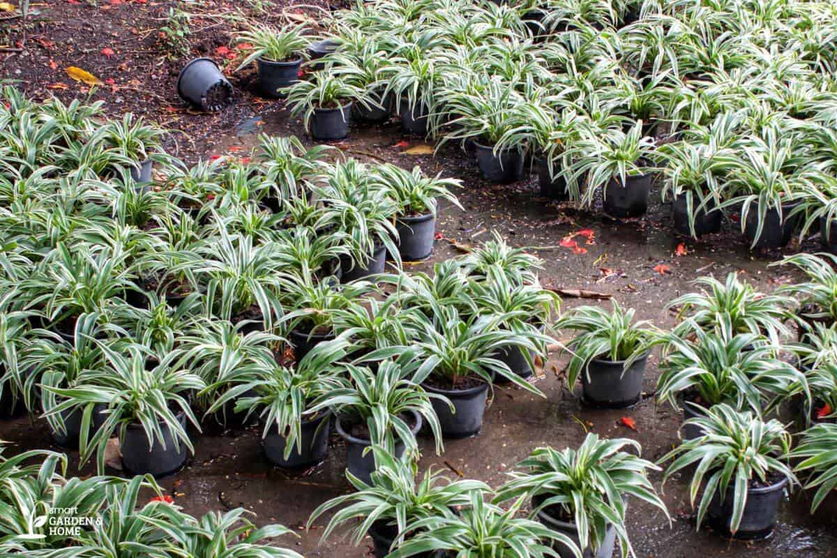 Group of Spider Plant Spiderettes