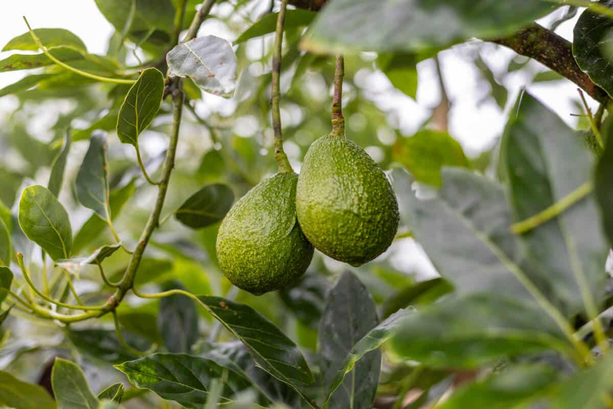 Grow Hydroponic Avocado