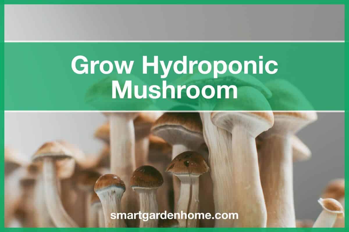 How To Grow Hydroponic Mushrooms (No Soil Needed) - Smart Garden And Home