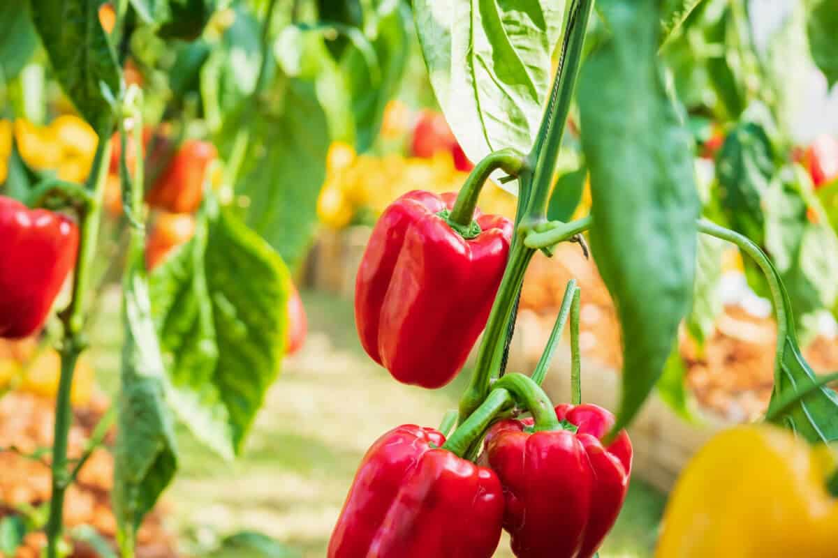 Grow Hydroponic Peppers