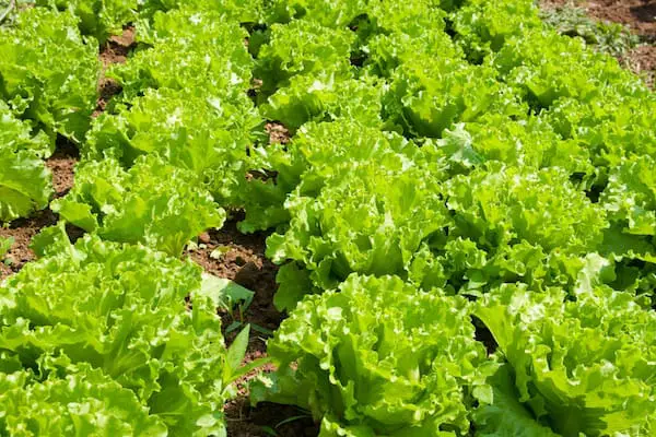 Grow Organic Lettuce