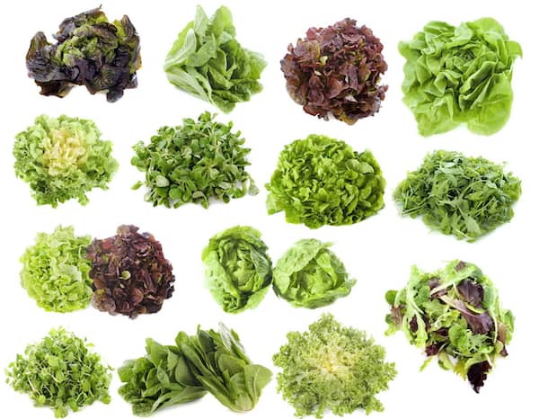 Grow Organic Lettuce Varieties
